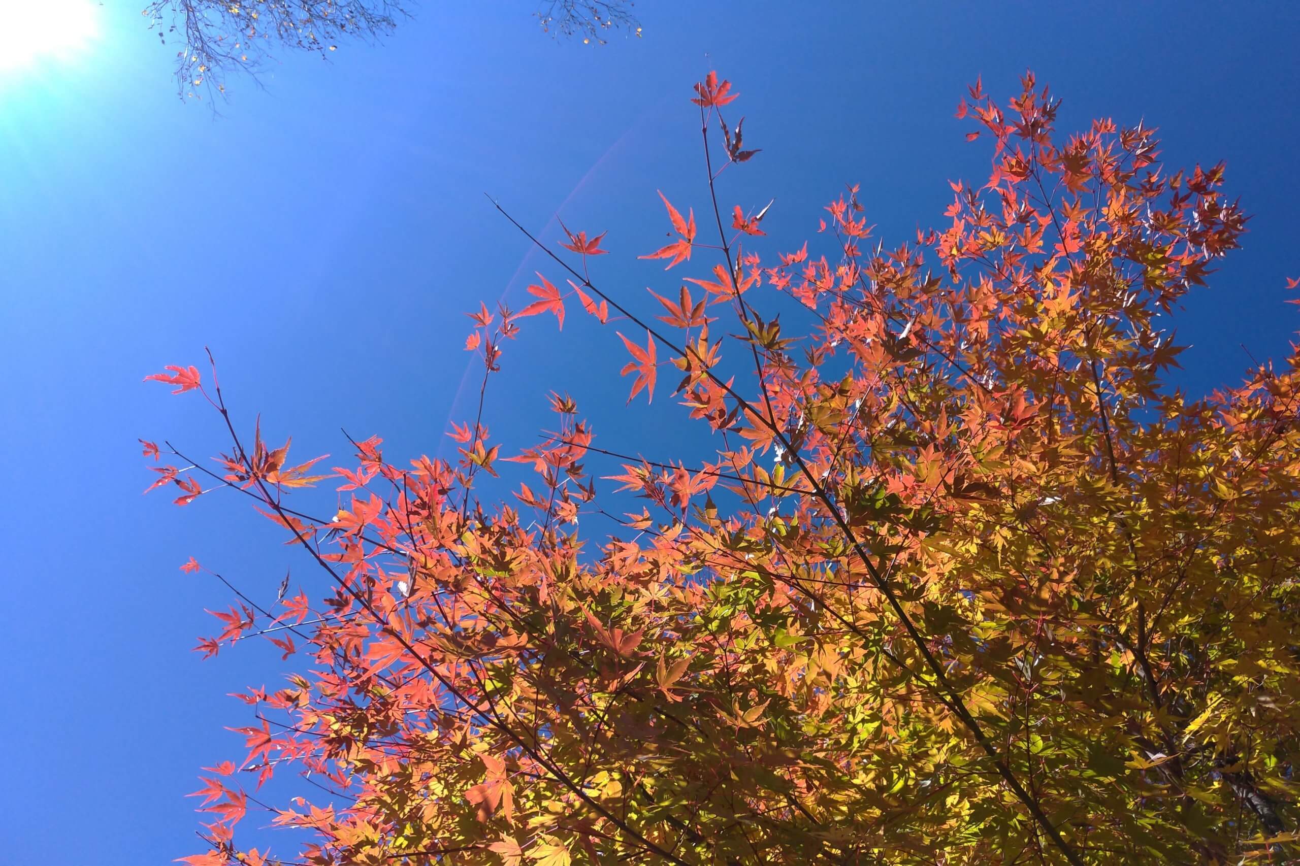 白樺湖の紅葉